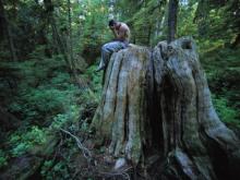 Tree Stump Tree Stump